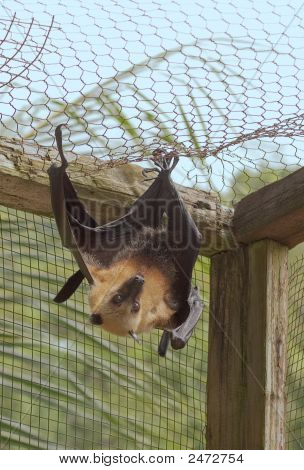 Flying Fox