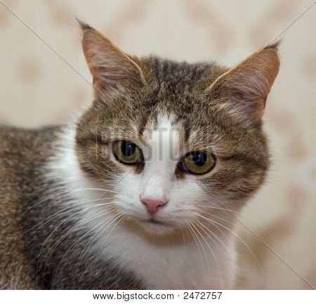 Portrait Of An Old Cat