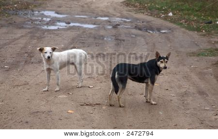Two Stray Dogs
