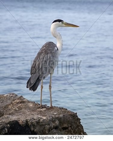 Grey Heron On Coast Of Ocean