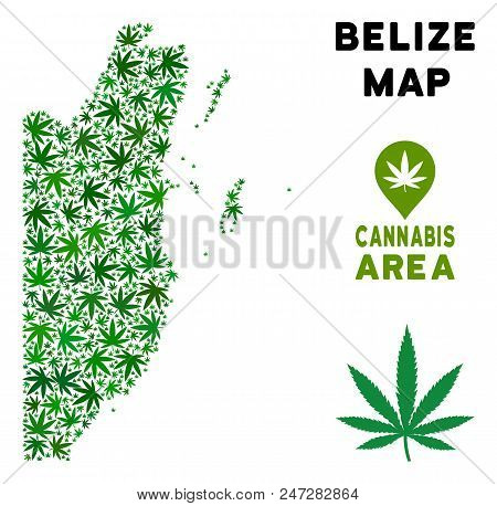 Weed Belize Map Mosaic Of Marijuana Leaves. Narcotic Distribution Concept. Vector Belize Map Is Cons