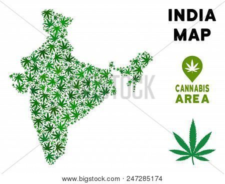 Cannabis India Map Composition Of Marijuana Leaves. Narcotic Addiction Template. Vector India Map Is