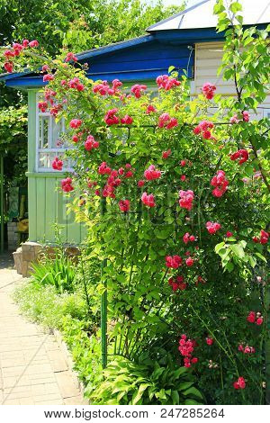 Delicate Flowers Of Climbing Rose Bloom In Garden Near House. Beautiful Roses Growing Near House. Pi