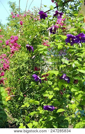 Beautiful Flowers Of Clematis Near House. Big Bush Of Clematis Growing In Garden. Clematis Climbing 