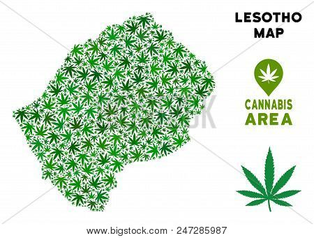 Cannabis Lesotho Map Mosaic Of Marijuana Leaves. Narcotic Dependence Concept. Vector Lesotho Map Is 