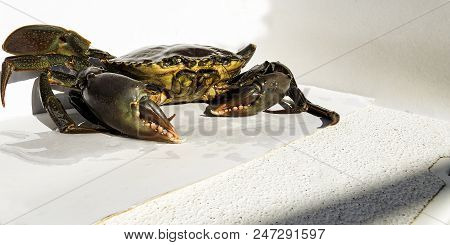 Australian Giant Mud Crab. Scylla Serrata. Also Known As Mangrove And Serrated Crab. Freshly Caught 