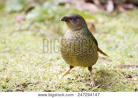 Female Satin Bowerbird On The Grass (ptilonorhynchus Violaceus)
