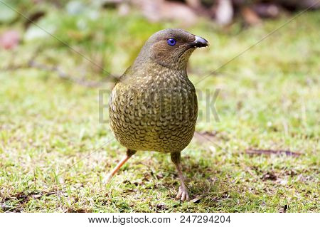 Female Satin Bowerbird On The Grass (ptilonorhynchus Violaceus)
