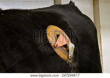 A Rumen Fistulated Procedure Has Been Done On A Black Angus Cow.