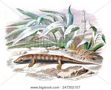 The skink, vintage engraved illustration. Natural History from Lacepede.