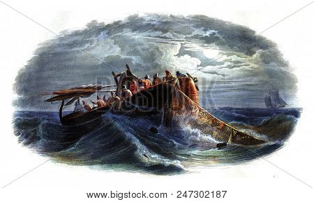 The rearing of herring, vintage engraved illustration. Natural History from Lacepede