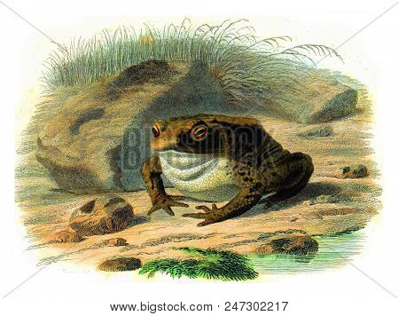The toad, vintage engraved illustration. Natural History from Lacepede.
