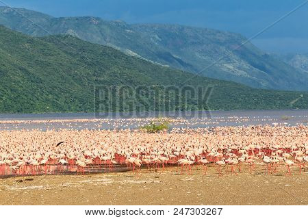 The Bird Market In Africa. A Flock Of Pink Flamingos On The Shore Of Lake Baringo. Kenya, Africa
