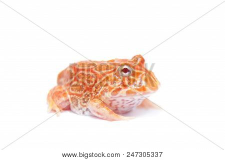 The Chachoan Horned Frog, Ceratophrys Cranwelli, Isolated On White Background