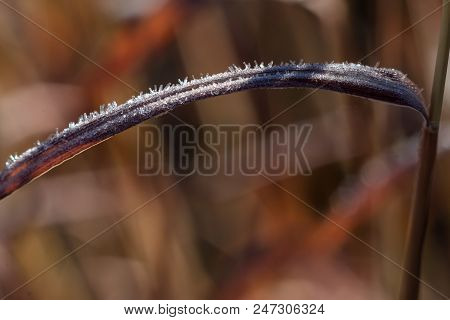 Blade Of Grass With Frost On A Winter Morning.