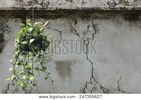 Asclepiadaceae On Old Wall Cement With Cracks Background,copy Space
