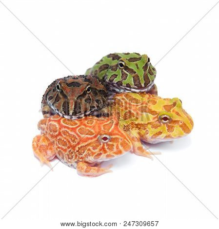 The Chachoan Horned Frog, Ceratophrys Cranwelli, Isolated On White Background