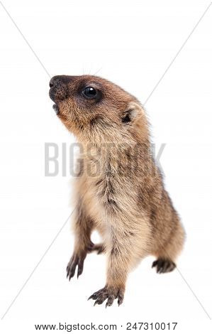 The Bobak Marmot Cub Isolated On White, Marmota Bobak, Or Steppe Marmot