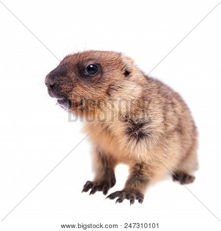 The Bobak Marmot Cub Isolated On White, Marmota Bobak, Or Steppe Marmot