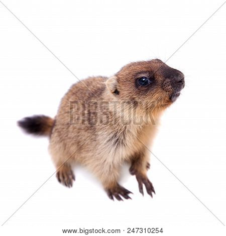 The Bobak Marmot Cub Isolated On White, Marmota Bobak, Or Steppe Marmot