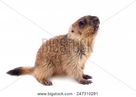 The Bobak Marmot Cub Isolated On White, Marmota Bobak, Or Steppe Marmot