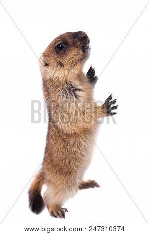 The Bobak Marmot Cub Isolated On White, Marmota Bobak, Or Steppe Marmot
