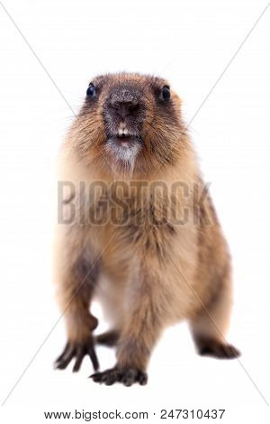 The Bobak Marmot Cub Isolated On White, Marmota Bobak, Or Steppe Marmot