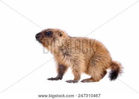 The Bobak Marmot Cub Isolated On White, Marmota Bobak, Or Steppe Marmot
