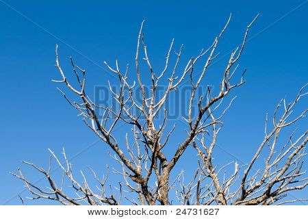 Død Pinyon grene mod blå himmel