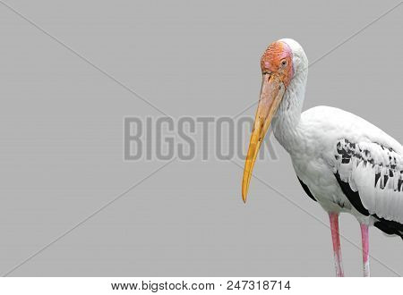 Closeup Lesser Adjutant Isolated On Light Gray Background, Clipping Path