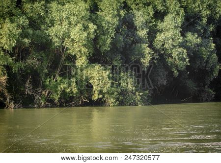 Ulba River In Summer With Green Trees On The Banks. Green Forest. Ust-kamenogorsk (kazakhstan)