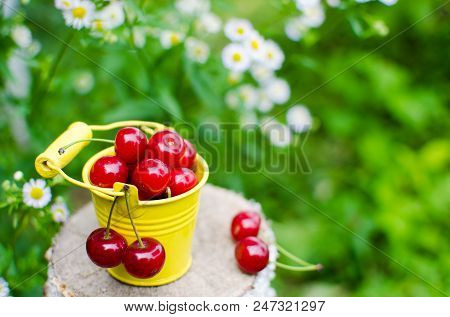 Red Ripe Cherry On A Background