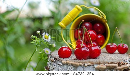 Red Ripe Cherry On A Background
