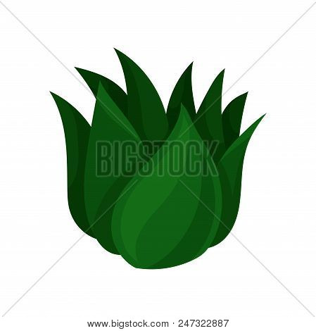 Succulent, Beautiful And Unpretentious Plant Vector Illustration Isolated On A White Background.