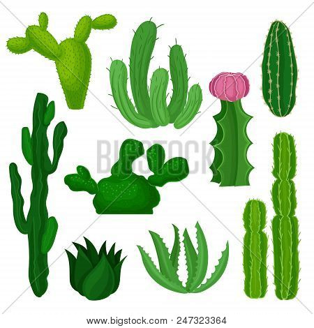Cacti, Succulents And Euphorbias Set, Beautiful And Unpretentious Plants Vector Illustrations Isolat