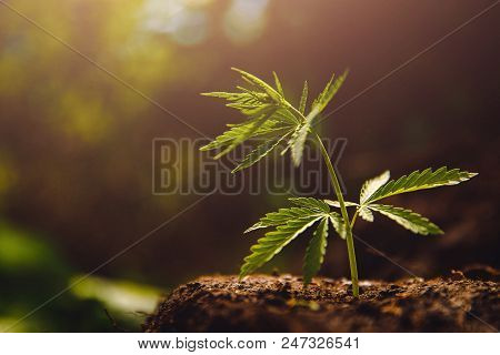 Bush Marijuana Cannabis On Blurred Background At Sunset.