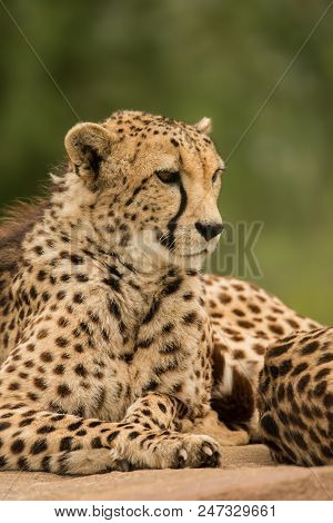 Stunning Intimate Portrait Of Cheetah Acinonyx Jubatus In Colorful Landscape