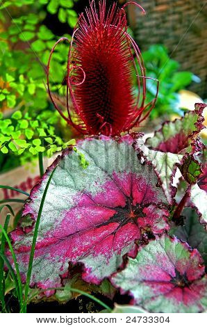 Silver Edged Rex Begonia Plant