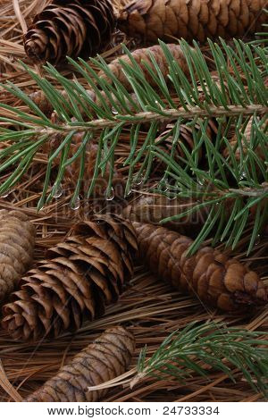 Pigne ed aghi sul suolo della foresta