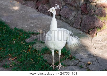 White Bird Peahen With Crown Stands On Ground In Zoo