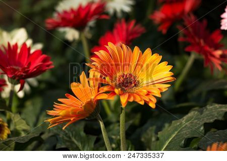 Gerbera Yellow And Red Flowers In Front Garden
