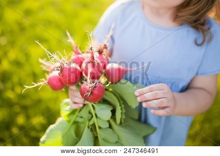 Red Fresh Radish In Hands Of Smiling Ittle Child. Healthy Organic Food From Domestic Garden For Chil
