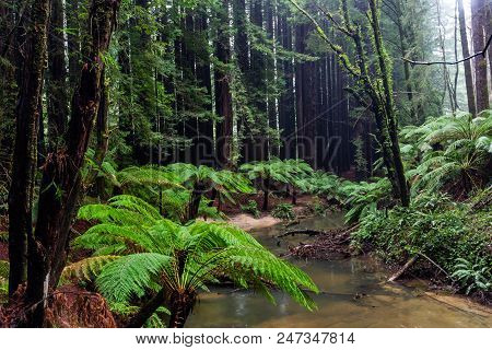The Iconic Ferns And Tall Californian Redwood Trees In Beechforest Victoria Australia On 23rd June 2