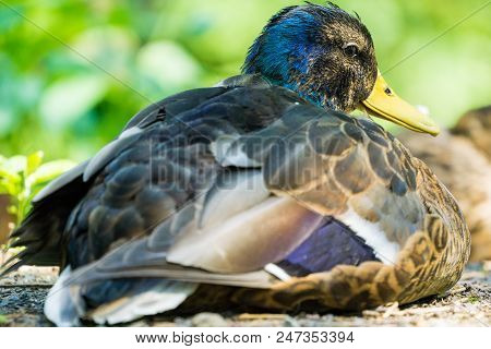 Close-up Of A Beautiful Relaxing Mallard Duck On A Sunny Day.
View To A Relaxing Mallard Duck (anas 