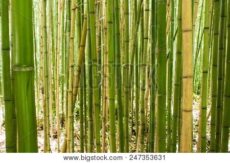 Forest Of Green And Yellow Bamboo, Bamboo Trunks