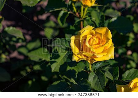 Beautiful Bush Of Yellow Roses In A Spring Garden. Rose Garden.