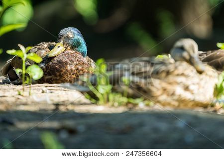 Close-up Of A Beautiful Sleeping Mallard Duck On A Sunny Day.
View To A Relaxing Mallard Ducks (anas