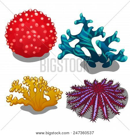 Set Of Colorful Corals Isolated On White Background. Crown Of Thorns Starfish Or Seastar Acanthaster