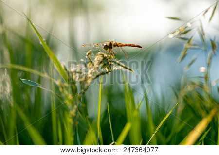 Dragonfly On A Green Grass , Damselfly Sitting On A Blade Of Grass In Front Of Blurred Nature Backgr