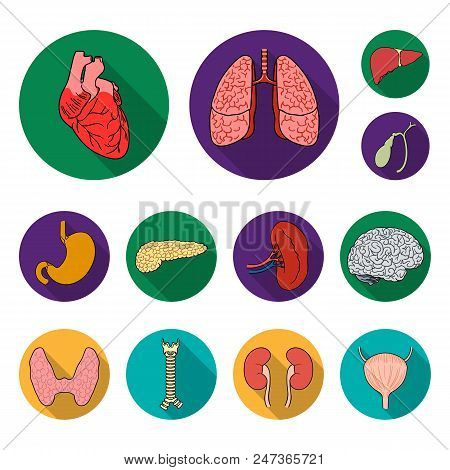 Human Organs Flat Icons In Set Collection For Design. Anatomy And Internal Organs Vector Symbol Stoc